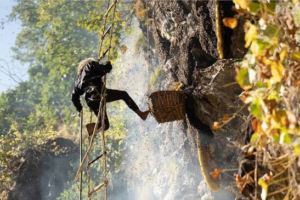 Himalayan Mad Honey