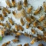 Top 5 Mistakes Homeowners Make When Trying to Deter Bees