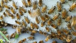 Top 5 Mistakes Homeowners Make When Trying to Deter Bees
