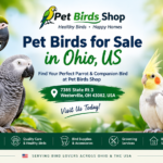 Pet Birds For Sale in USA